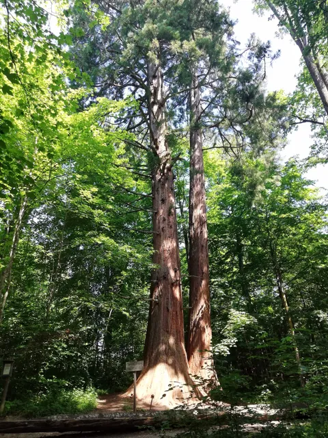 Waldentdeckerpfad Schindersklinge