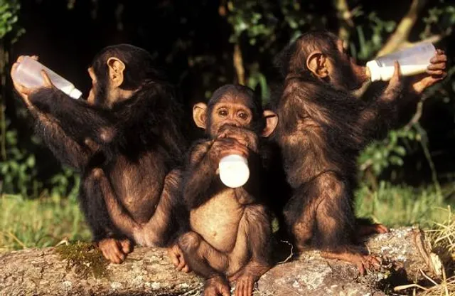 Chimfunshi Wildlife Orphanage