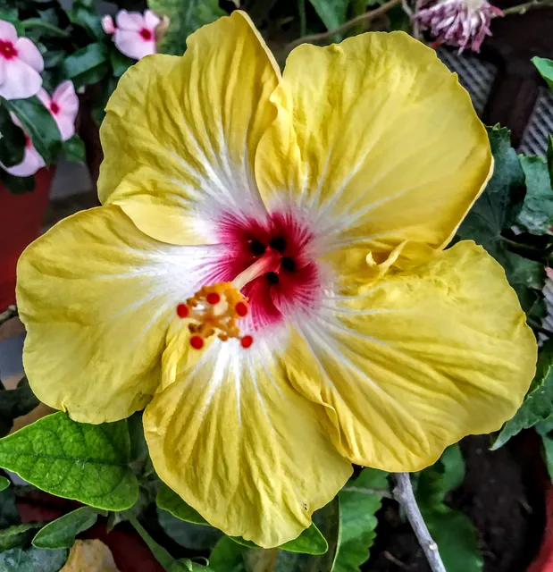 Pollinator park Haldwani