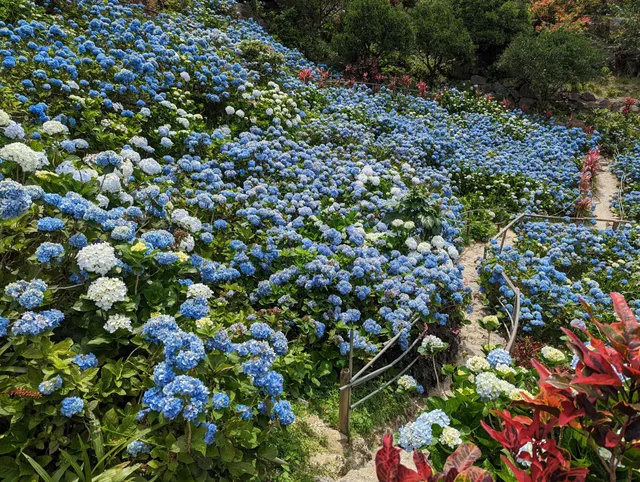 Hydrangea Garden Yohena