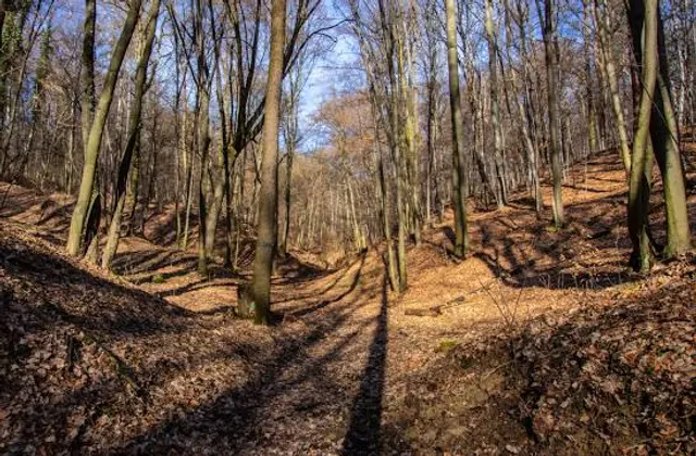 Wolski-Wald