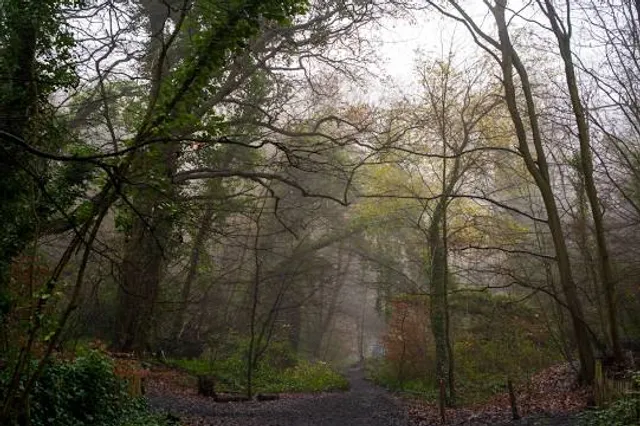 Sydenham Hill Wood