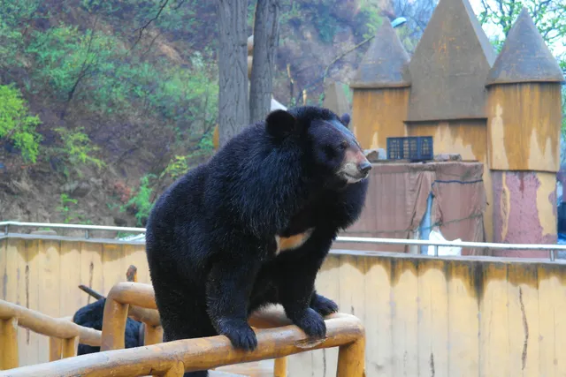 Badaling Bear Paradise