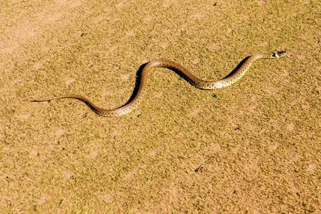 Diamond Lakes Regional Park
