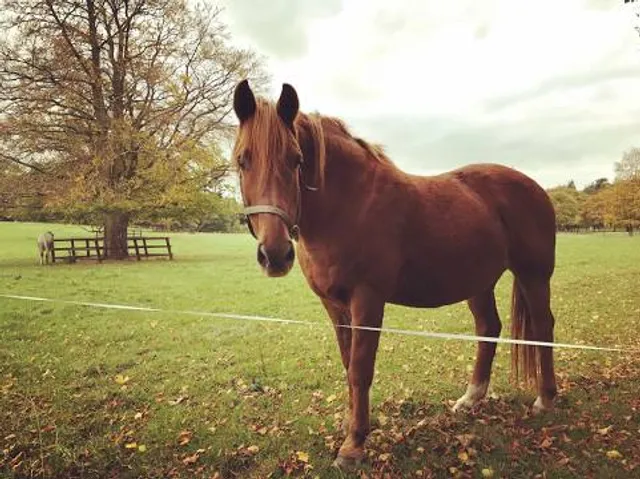 Parque de los Dinosaurios