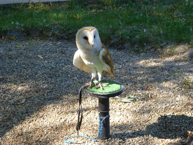 Falknerei und Minizoo Devin