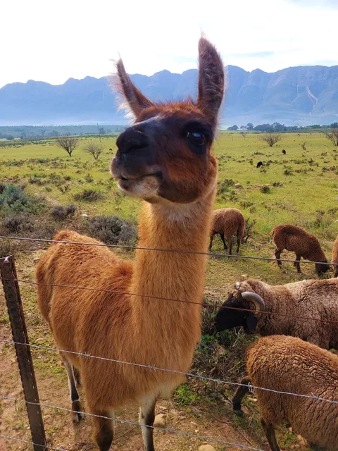Fynbos Animal Sanctuary