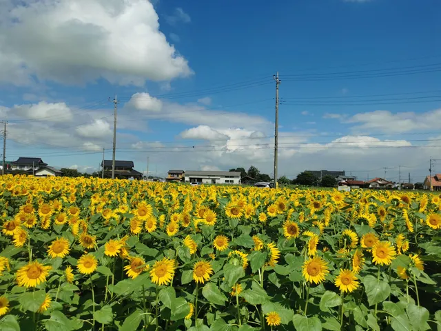 Isanuma East Bank Flower Garden