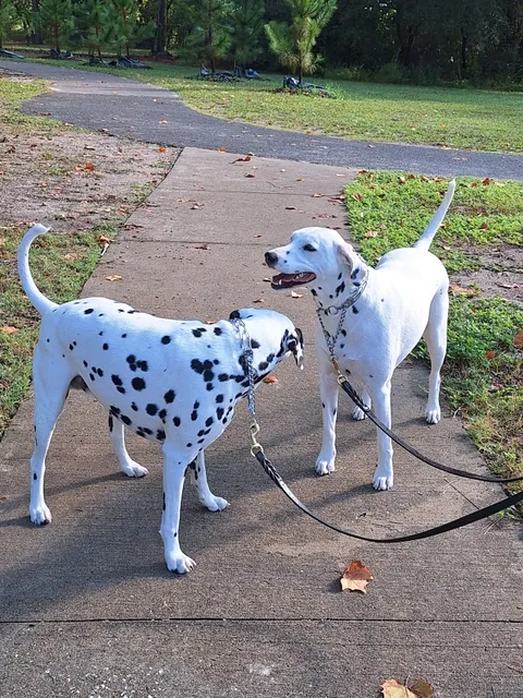 Ed Austin Regional Dog Park