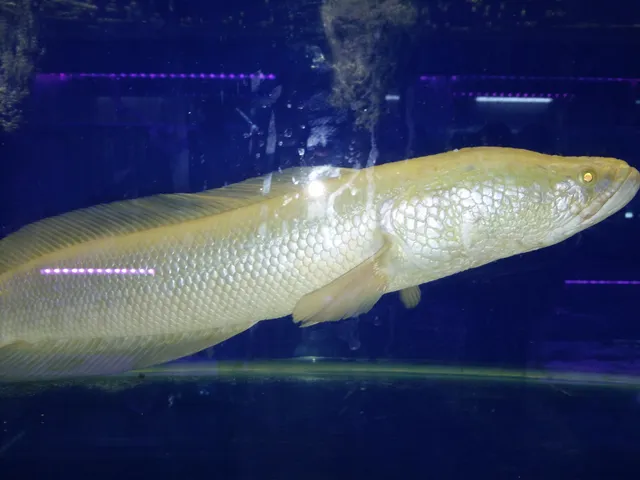 Pusat Akuarium Mutiara