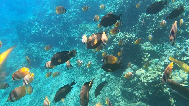 Amed Snorkeling Tour