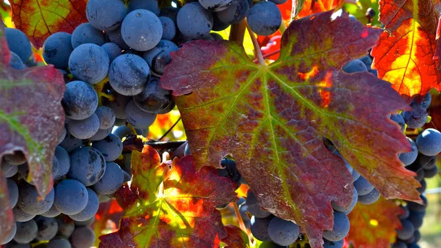 Fortino Winery and Event Center