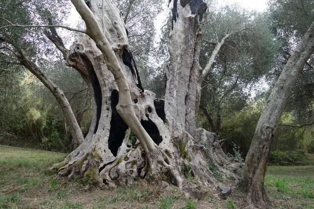 Olivone di Fibbianello