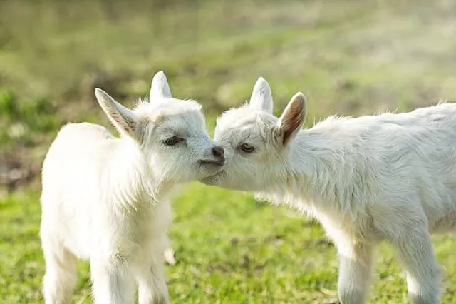 Wildpark Reuschenberg