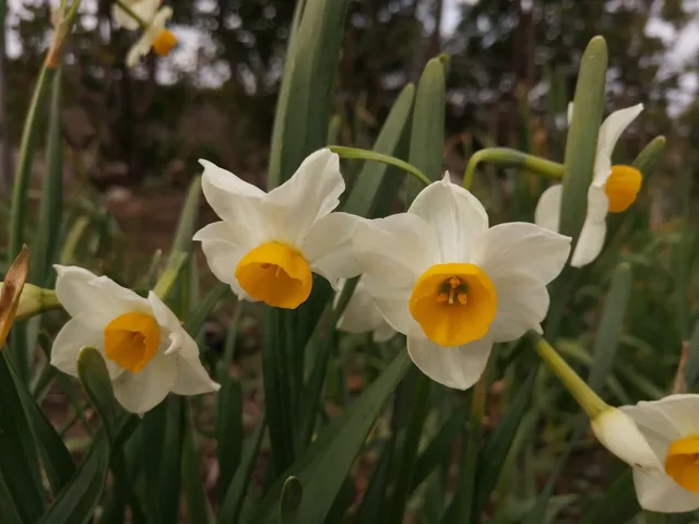 Echizen Narcissus Park Dome