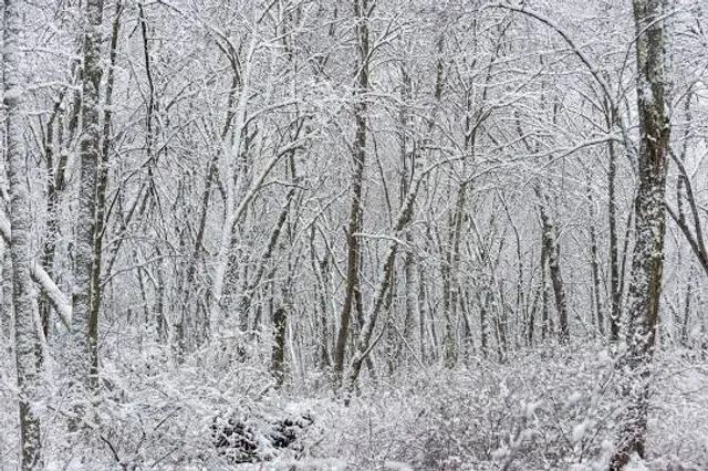 Mass Audubon's Oak Knoll Wildlife Sanctuary