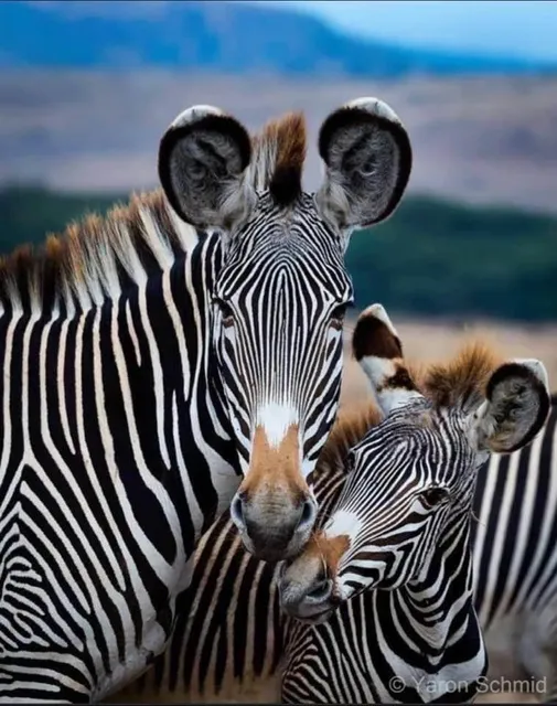 Great Pelican Safari (GPS)