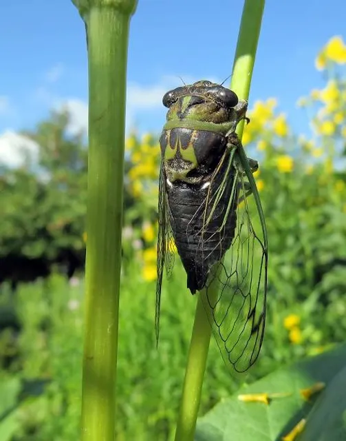 Château du Grand Jardin (Château of the Great Garden)