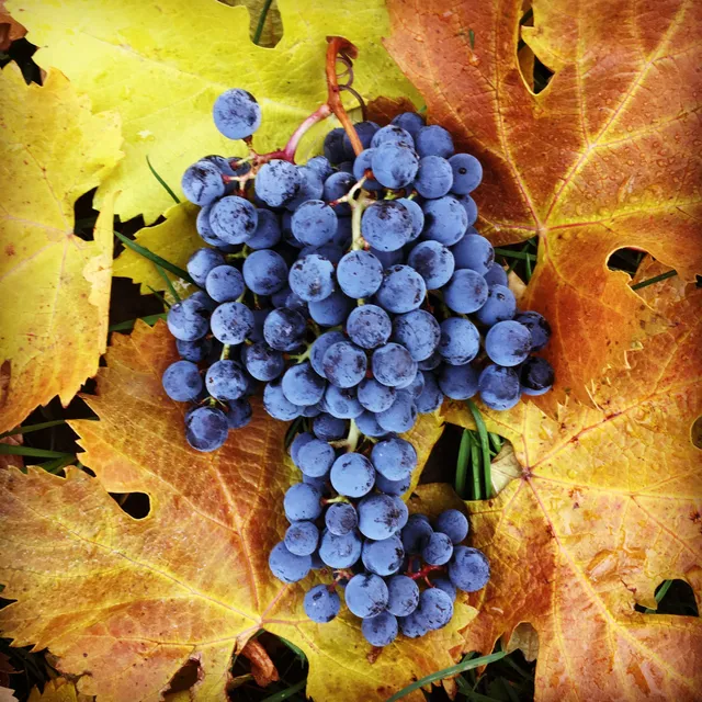 Kraze Legz Vineyard and Winery / SKAHA Vineyard