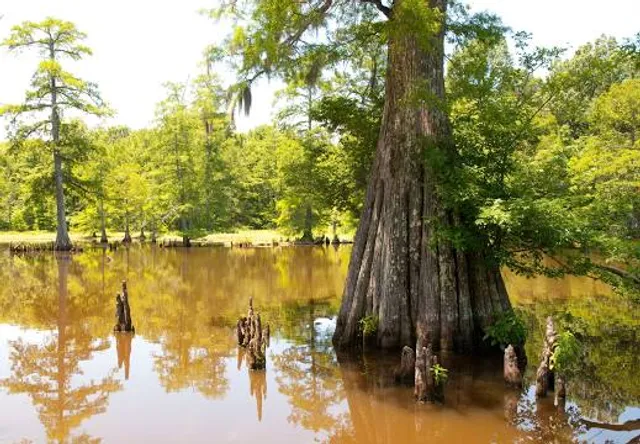 Leroy Percy State Park