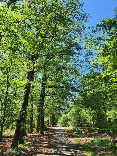 Frankfurter Stadtwald