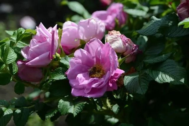 Taman Pertanian Adam Hawa Garden