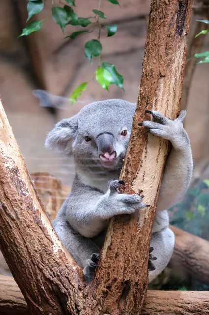 El Invernadero Australiano