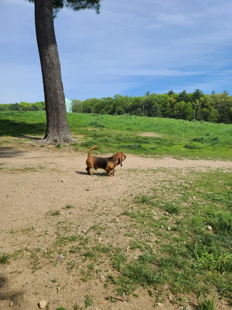 Wrentham Dog Park