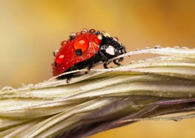 Musée Marcel Proust - Maison de Tante Léonie