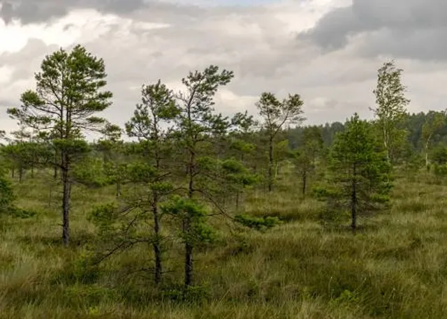 Nigula Nature Reserve