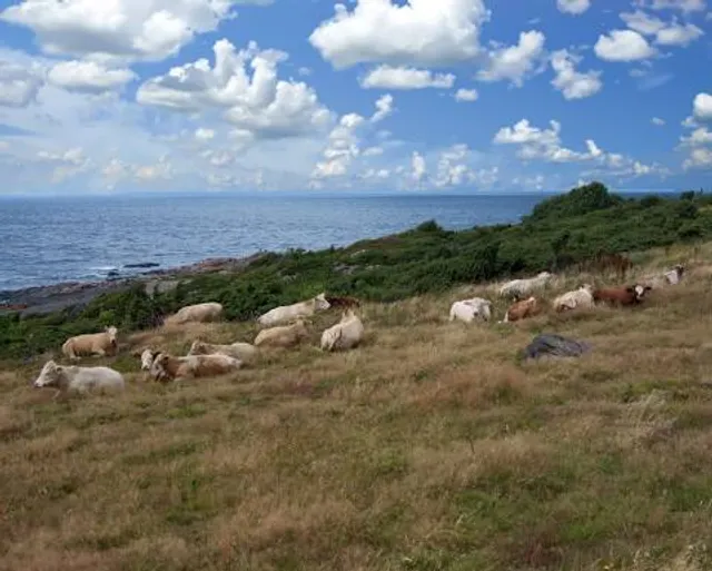 Bjärekustens naturreservat