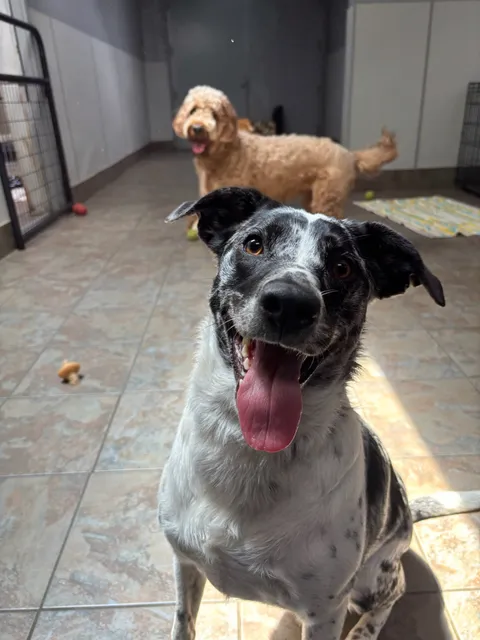 K-9 Couture Dog Boarding