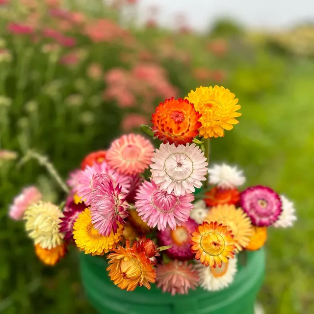 Plain City Flower Farm