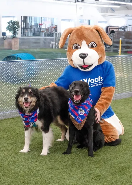 Woofs Canine Club & Indoor Dog Park