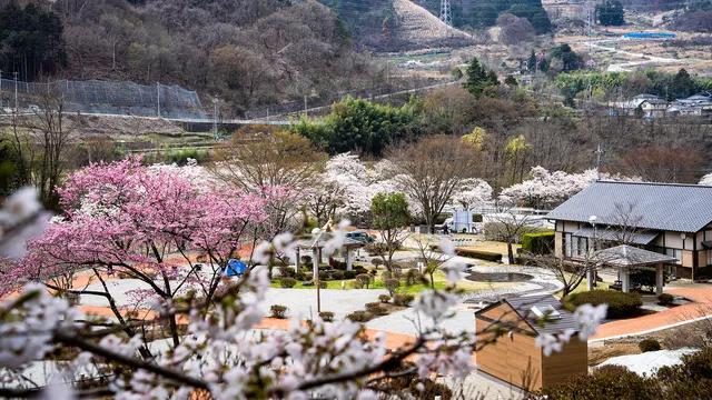 Misakaji Sakura Park