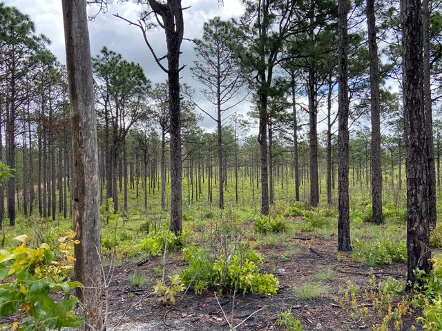 Carolina Sandhills National Wildlife Refuge Admin Building And Visitor Contact Station