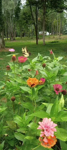 Harvest Creek Flower Farm