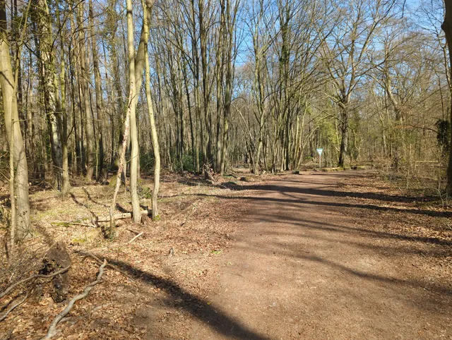 Thielenbrucher Forest