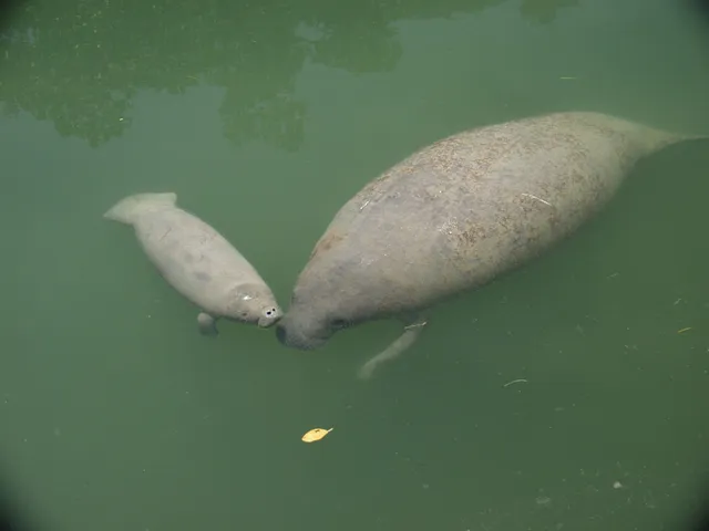 Florida Keys Kayak and Ski