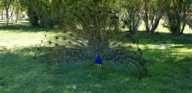 Las Vegas Farmers Market LLC at Floyd Lamb Park
