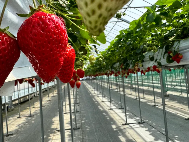 平松観光アグリス浜名湖