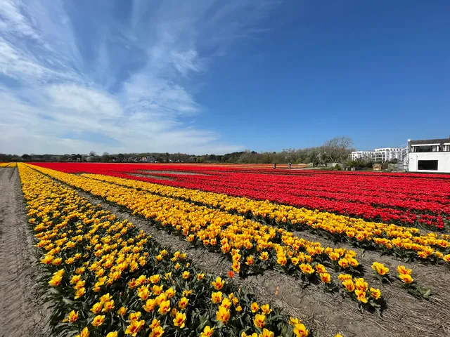 Flower Field - Bollenveld