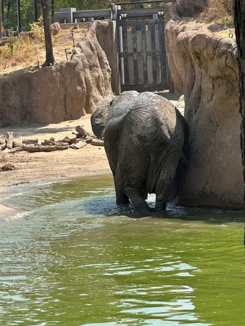 Dallas zoo