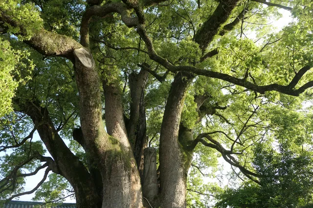 Jigoze-no-Kusunoki Camphor Tree