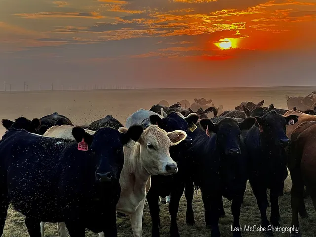 Cattleman's Livestock Commision Company