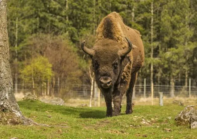 Highland Wildlife Park
