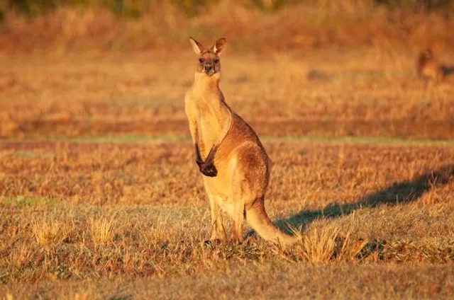 The Outback Kangaroo Farm