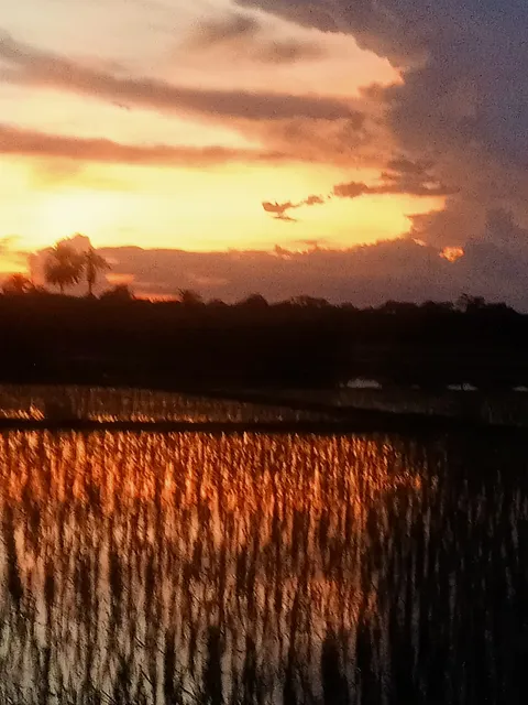 Lansing Parks & Recreation