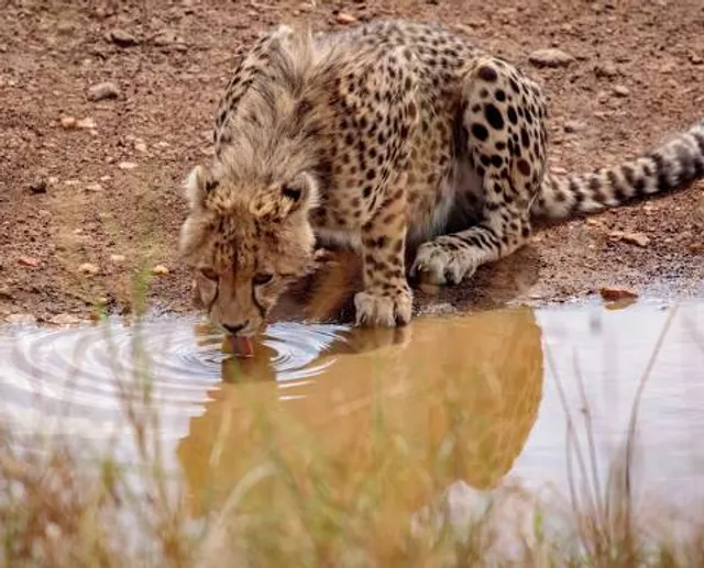 Wildlife Images Rehabilitation and Education Center