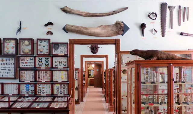 Museum - Natural History Collection Waldenburg